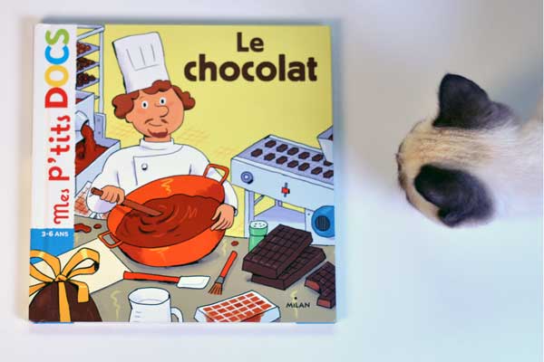 chat qui regarde un livre sur le chocolat