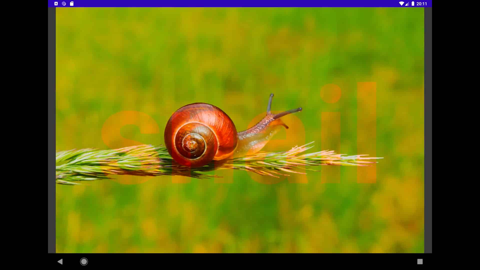 image of a snail with the word snail in transparency